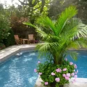 Best Plants Around The Pool