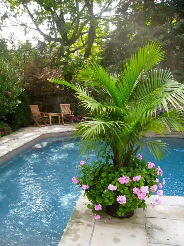 Best Plants Around the Pool to Create a Stunning Oasis