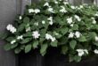 Cedar Planter Boxes