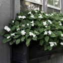 Cedar Planter Boxes