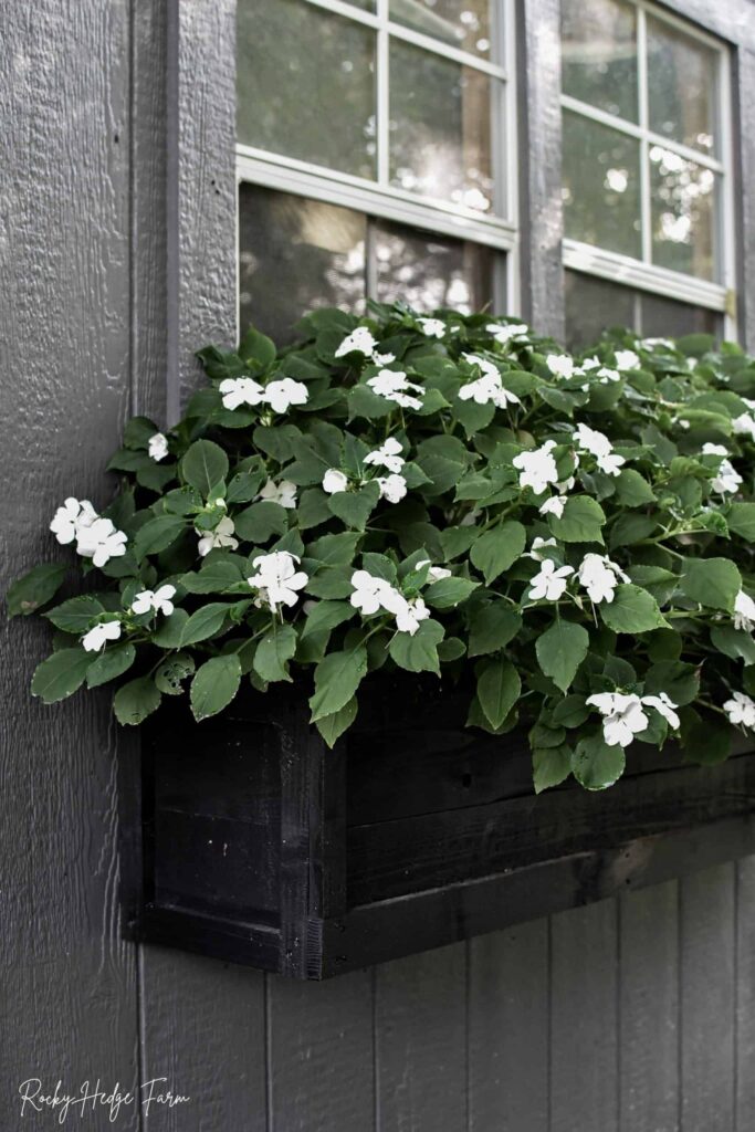 Cedar Planter Boxes