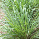 Citronella Plant