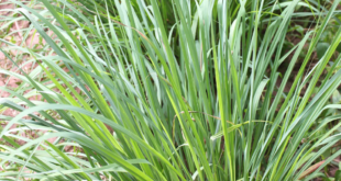 Citronella Plant