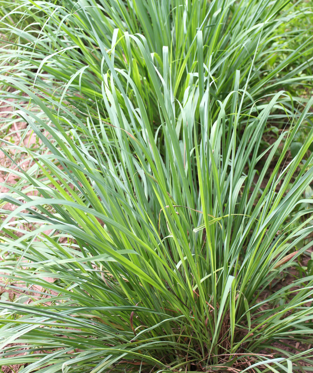 Citronella Plant Benefits of Natural Mosquito Repellent Plant for Your Garden