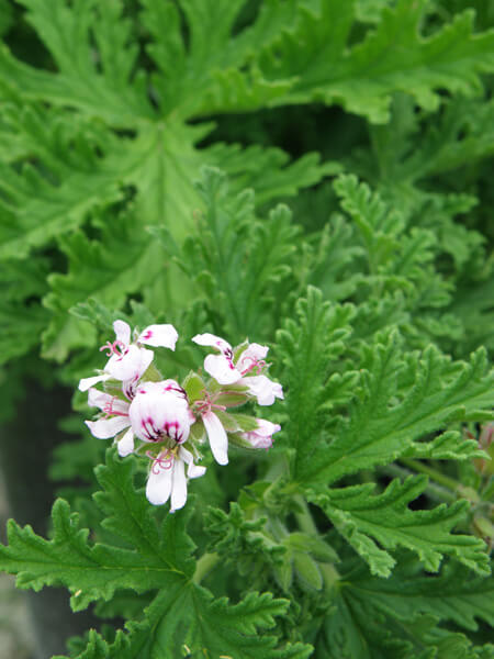 Citronella Plant