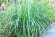 Citronella Plant