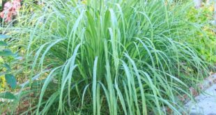 Citronella Plant