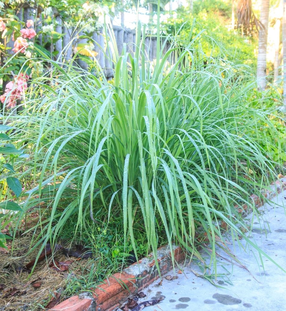 Citronella Plant Natural Mosquito Repellent Plant Effective in Keeping Insects at Bay