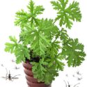 Citronella Plant