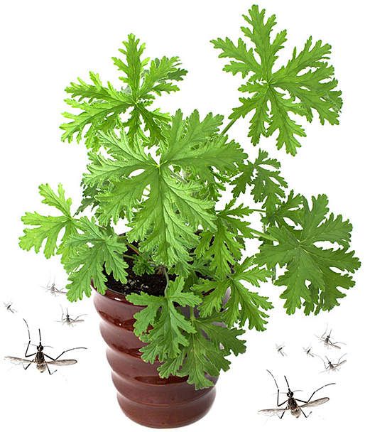 Citronella Plant Natural Mosquito Repellent Plant for Your Outdoor Space