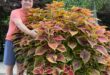 Coleus Plants