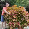 Coleus Plants