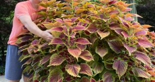 Coleus Plants