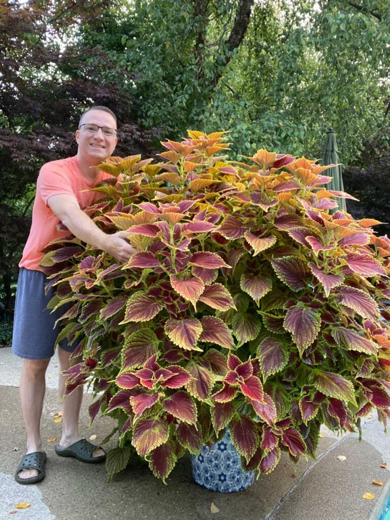 Coleus Plants