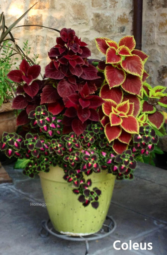 Coleus Plants