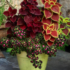 Coleus Plants