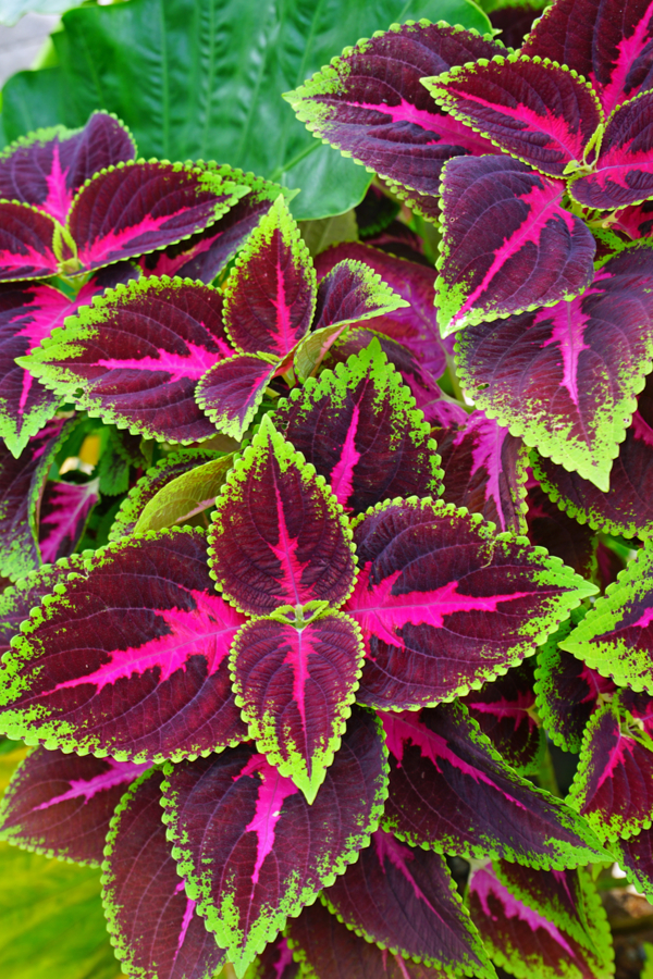 Coleus Plants: The Ultimate Guide for Growing and Caring for Them