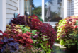 Coleus Plants