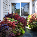 Coleus Plants