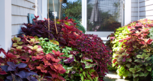 Coleus Plants