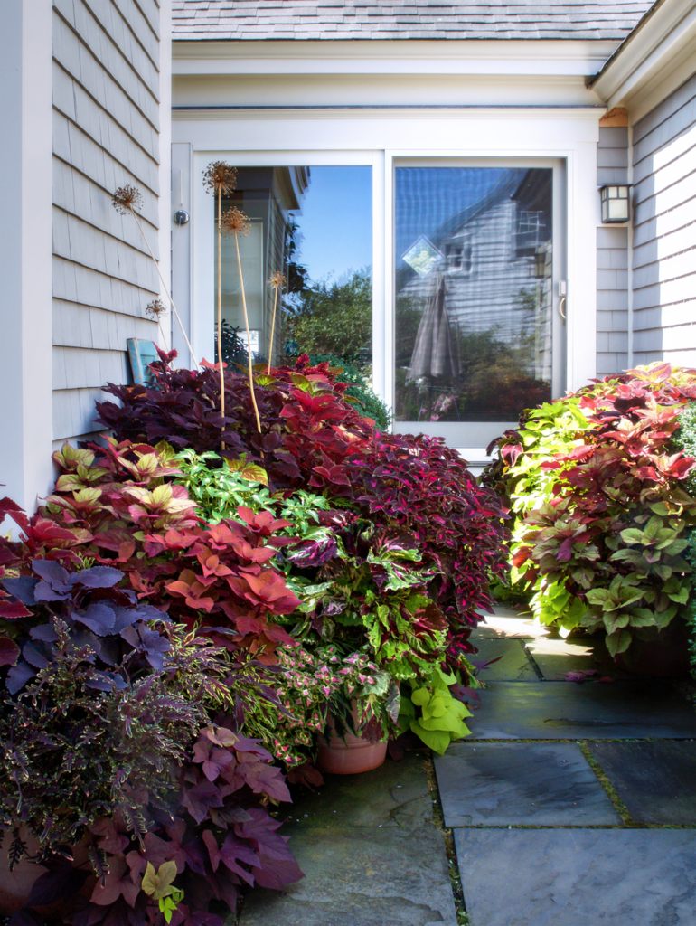 Coleus Plants