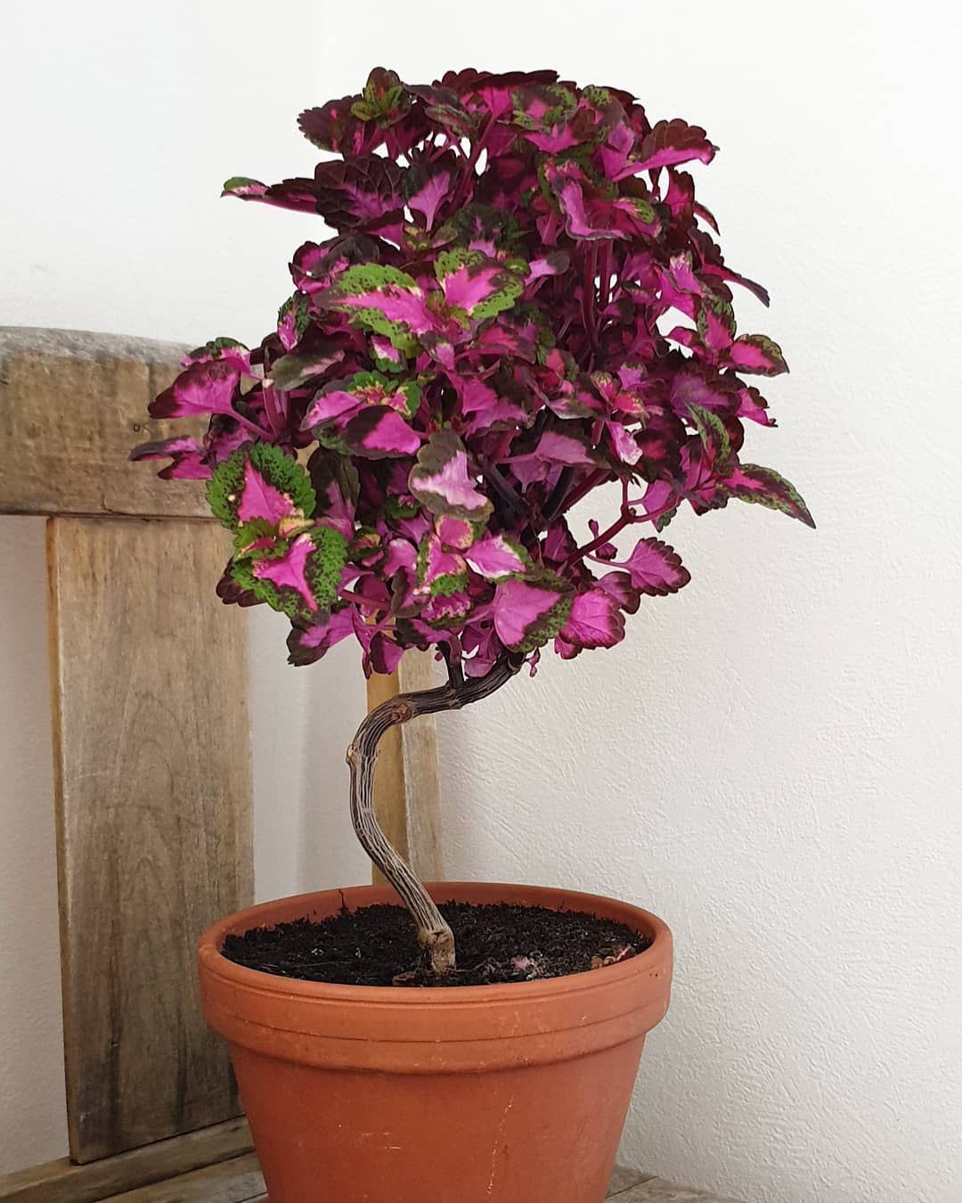 Coleus Plants Understanding the Vibrant and Versatile Foliage of the Popular Coleus