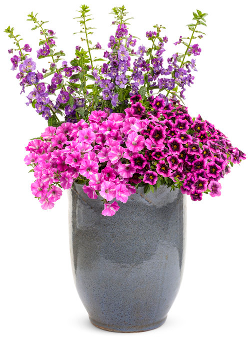 Container Flowers Beautiful Blooms in Pots for Small Spaces