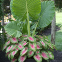 Container Flowers