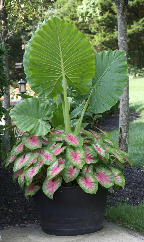 Container Flowers