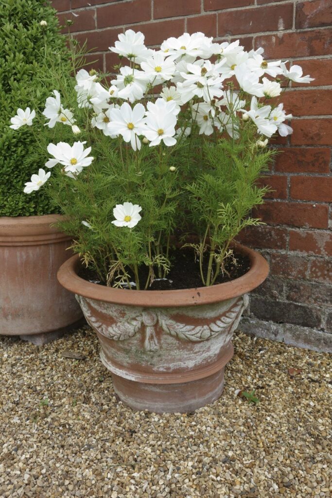 Container Flowers