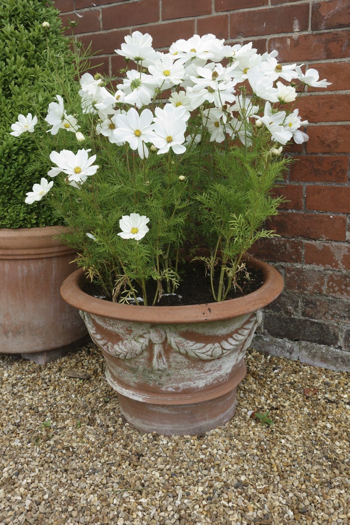 Container Flowers Beautiful and Easy to Grow