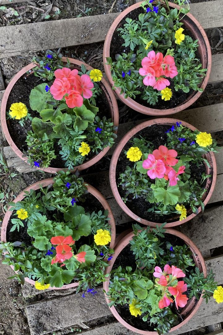 Container Flowers Enhance Outdoor Spaces