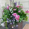 Container Flowers