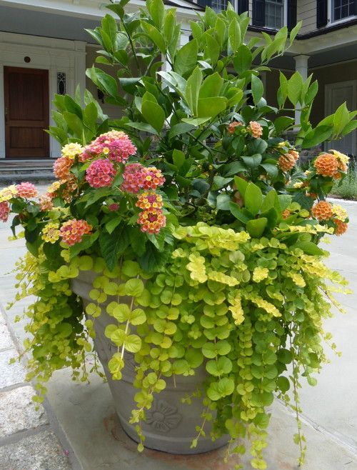 Container Flowers for Small Gardens