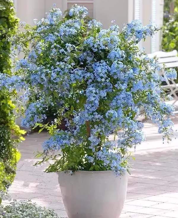 Container Flowers for a Colorful Garden Display