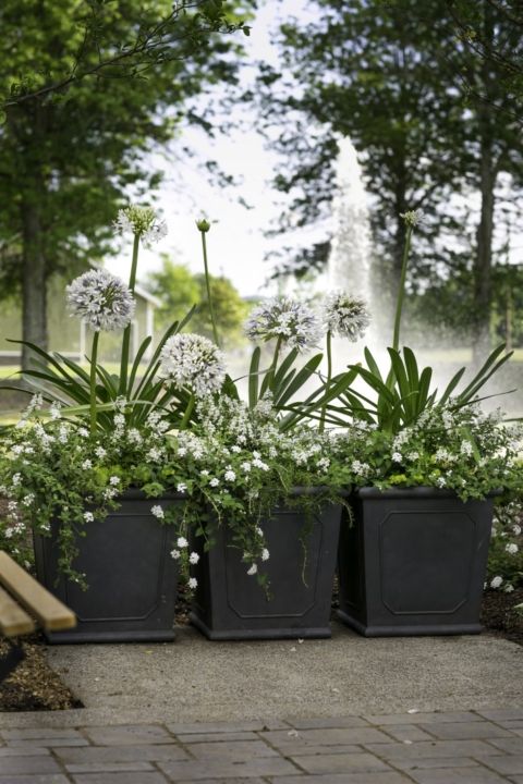 Container Gardening Flowers