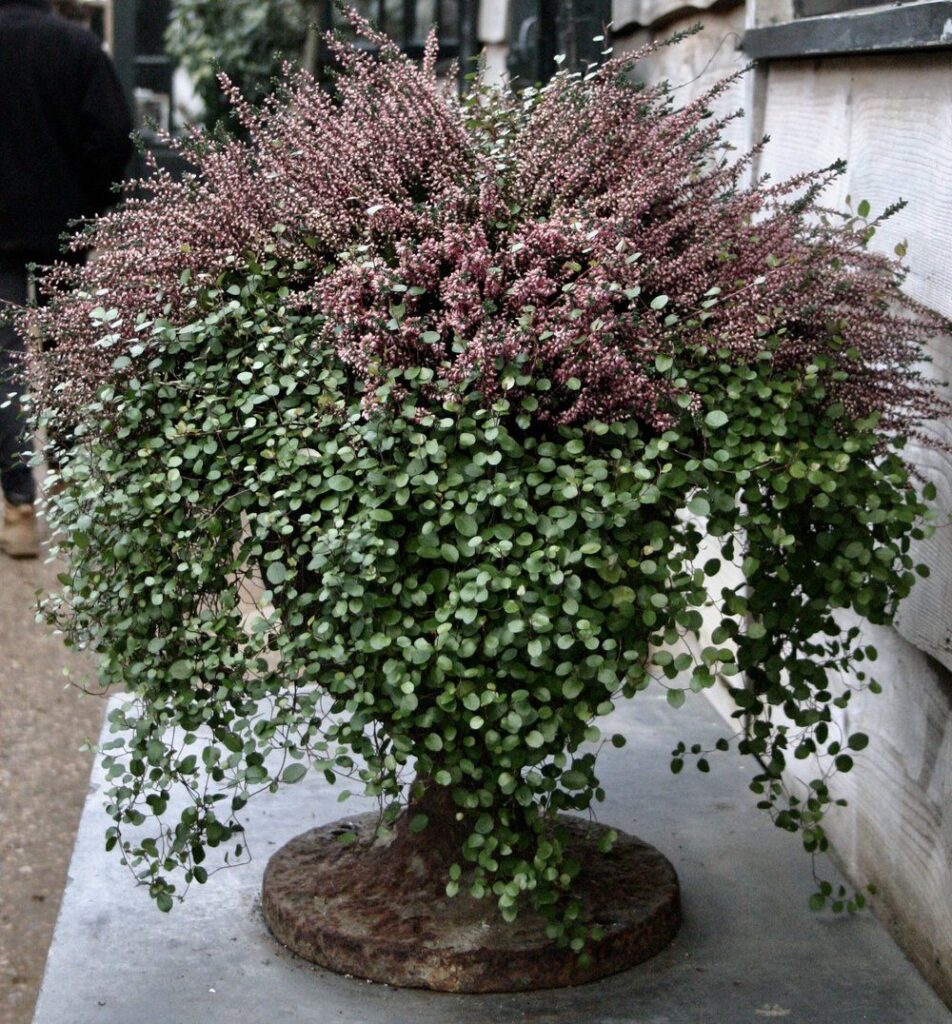 Container Gardening Flowers