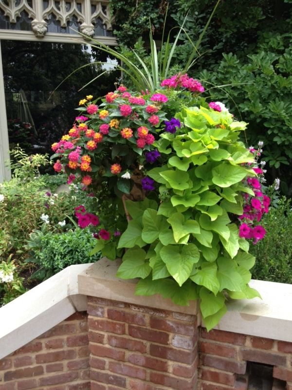 Container Gardening Flowers