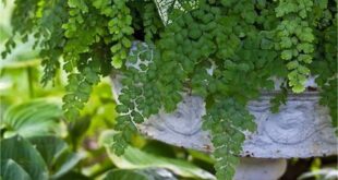 Container Gardening Flowers