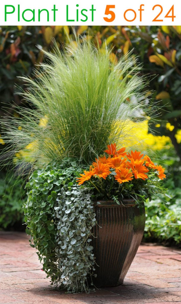 Container Gardening Flowers The Perfect Way to Add Color to Your Outdoor Space