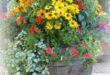 Container Gardening Flowers