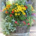 Container Gardening Flowers