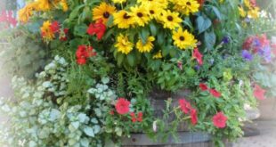 Container Gardening Flowers