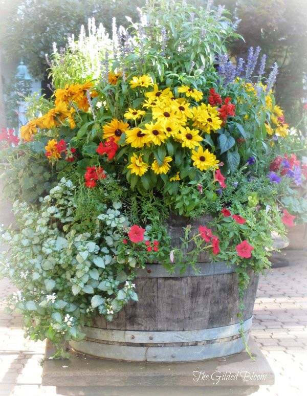 Container Gardening Flowers Tips for Beautiful Blooms in Small Spaces with Containers