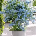 Container Gardening Flowers