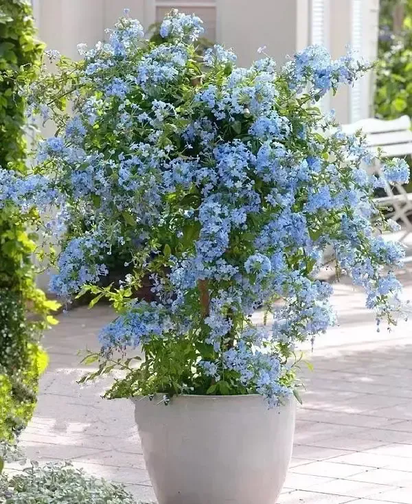 Container Gardening Flowers Tips for a Beautiful and Easy-to-Maintain Garden