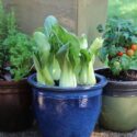 Container Gardening