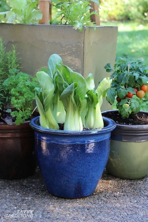 Container Gardening