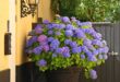 Container Gardening