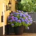 Container Gardening